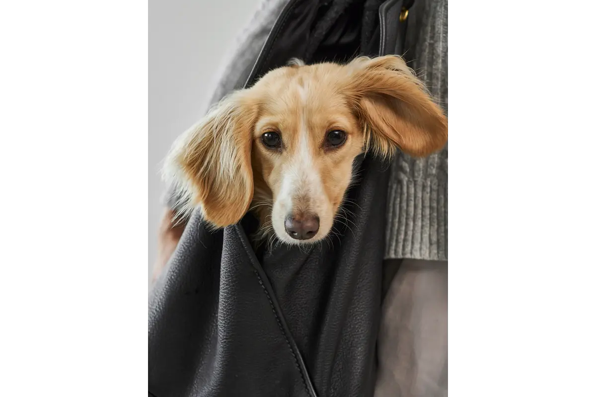 Cane Borsa, Hundetragetasche, Schwarz