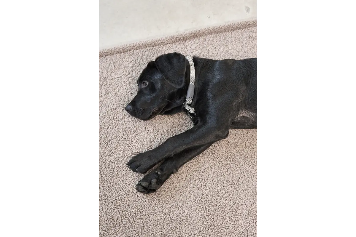 Cane Senso, Hundedecke, Greige