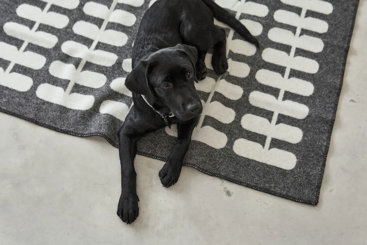 Cane Flora, Dog Blanket, Anthracite/Natural