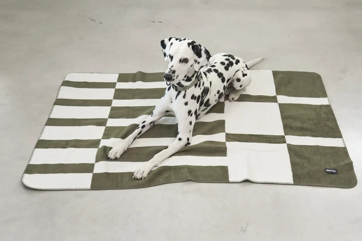 Cane Blocco, Hondendeken, Grolive/Natuurlijk