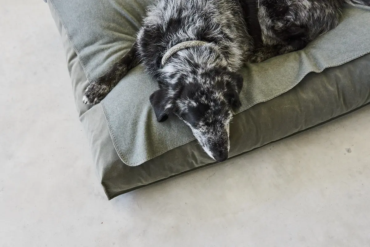 Cane Unica, Hundedecke, Salbei