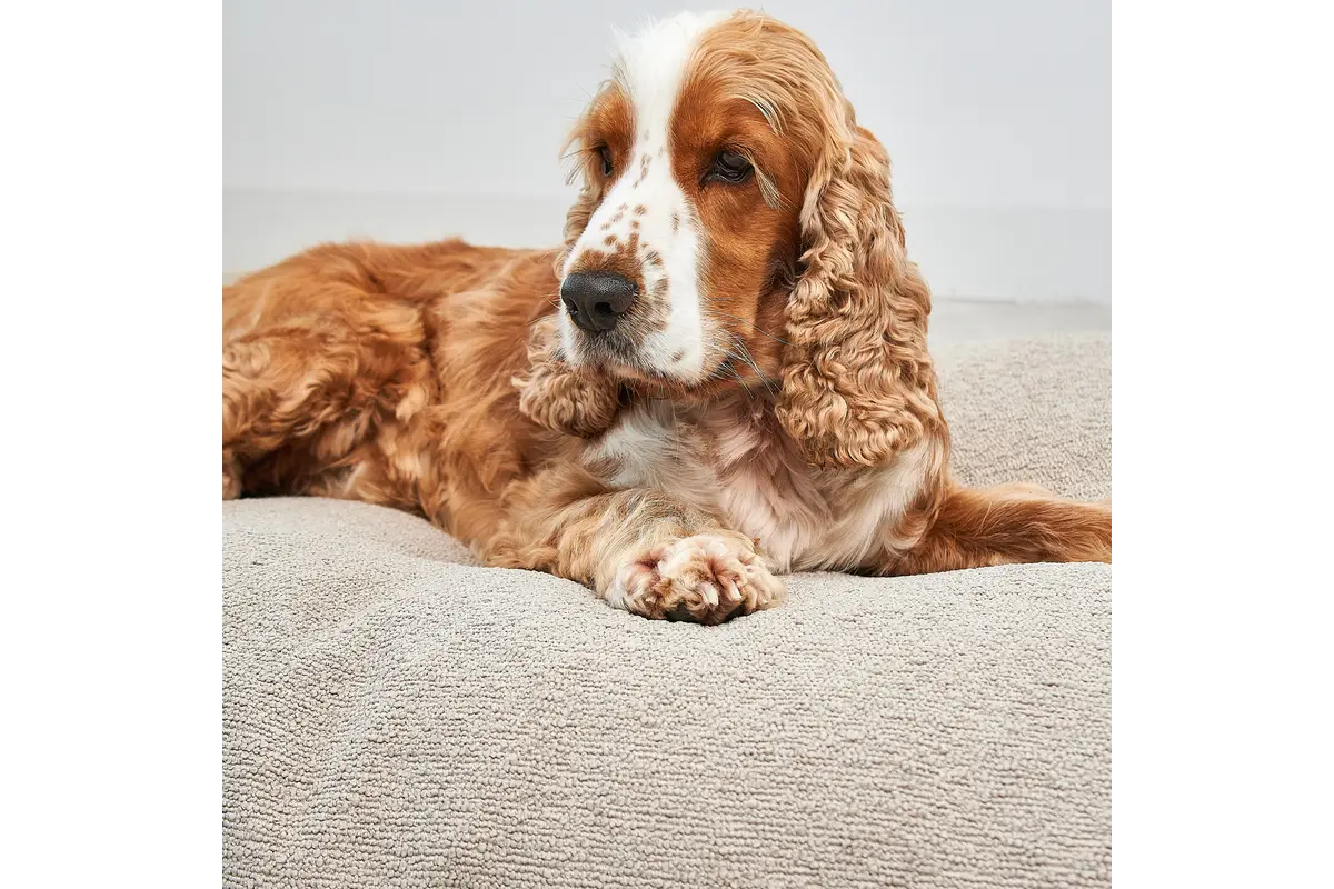 Cane Mondo, Hondenkussenhoes, Cappuccino