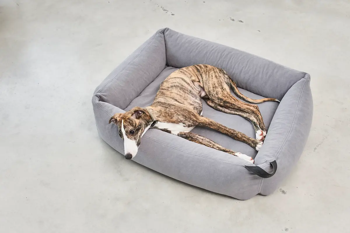 Cane Comodo, Hundebett, Schiefer