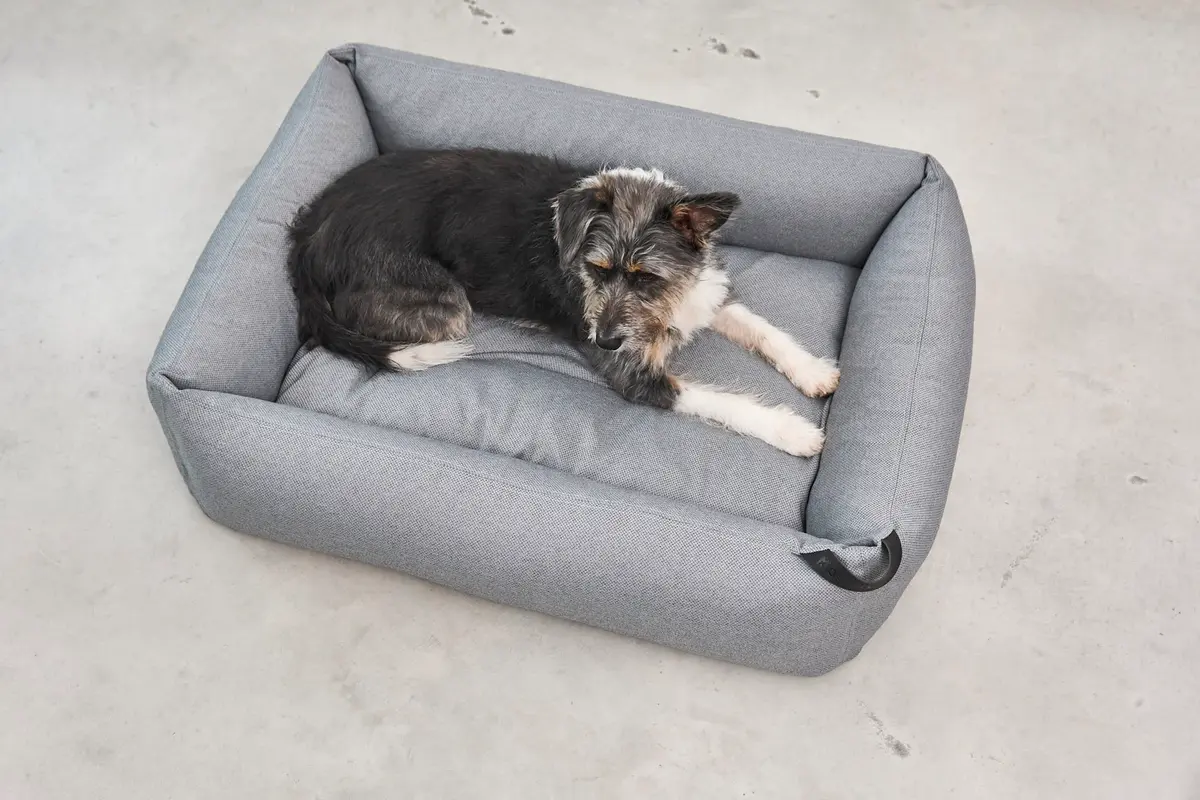 Cane Mare, Dog Bed, Rock