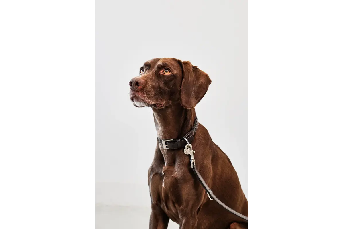 Cane Bergamo, Hundehalsband, Schokolade