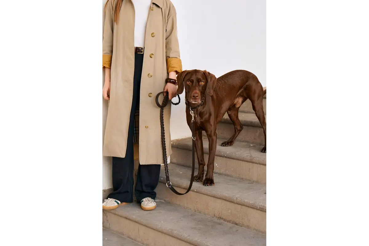 Cane Bergamo, Dog Collar, Chocolate