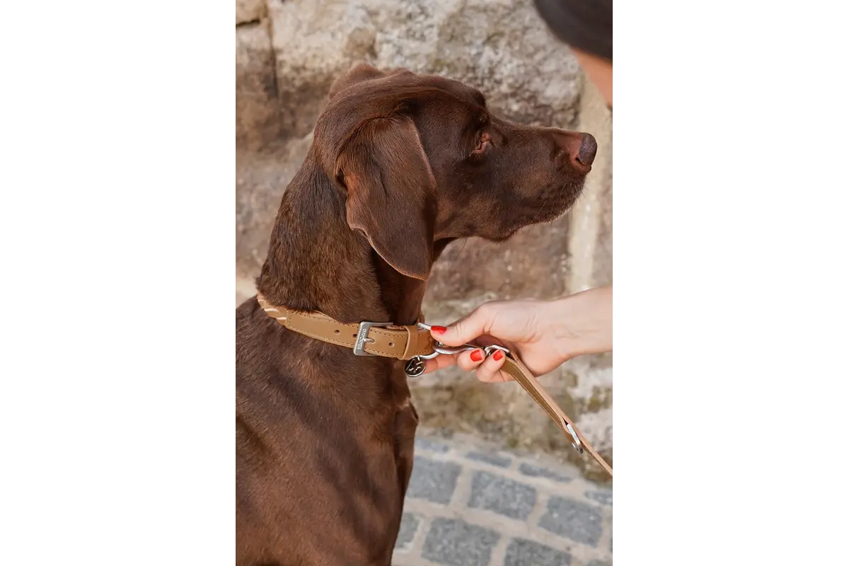 Cane Bergamo, Hundehalsband, Camel