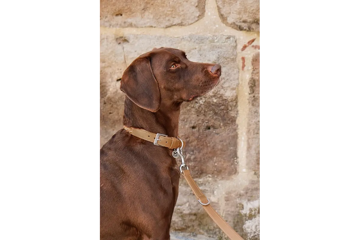 Cane Bergamo, Hondenhalsband, Camel