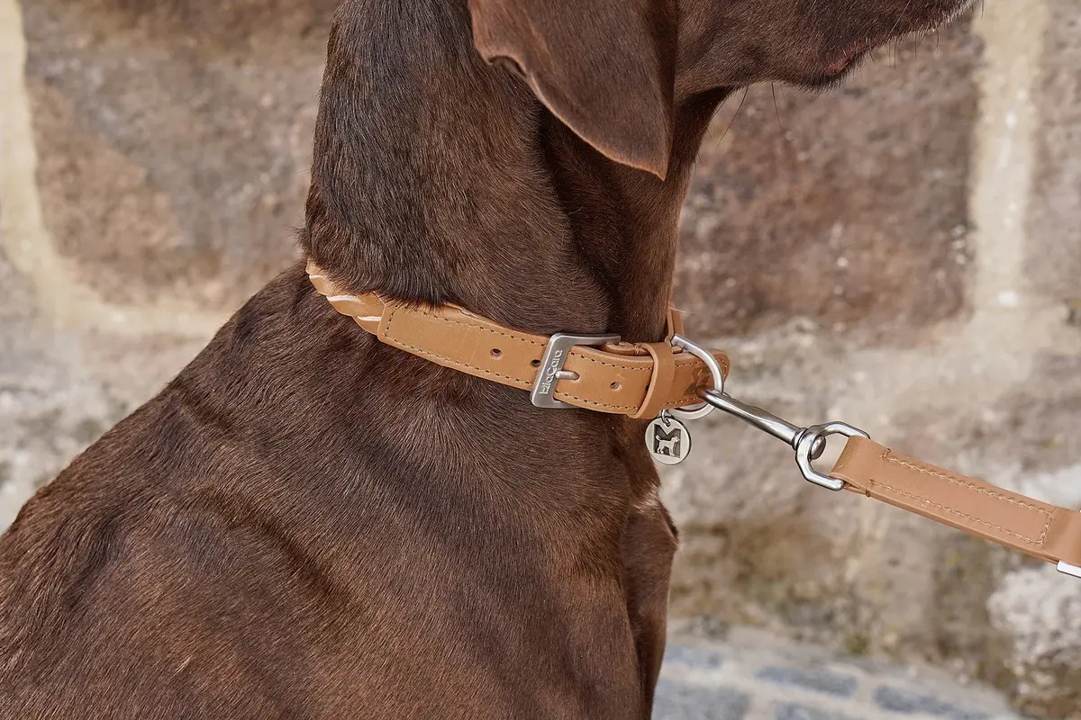 Cane Bergamo, Dog Collar, Camel