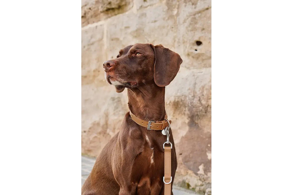 Cane Bergamo, Hundehalsband, Camel