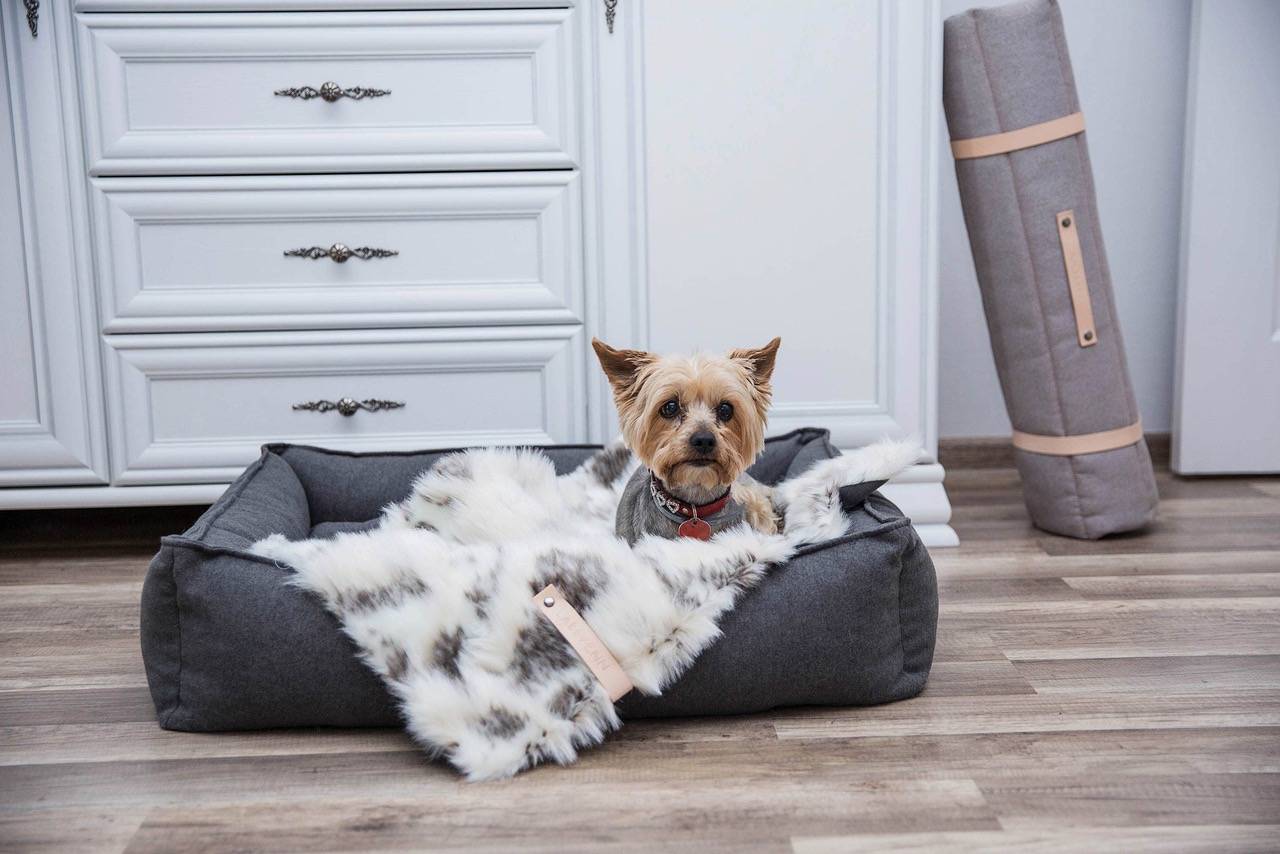 Luxury Accessories for Dogs & Cats