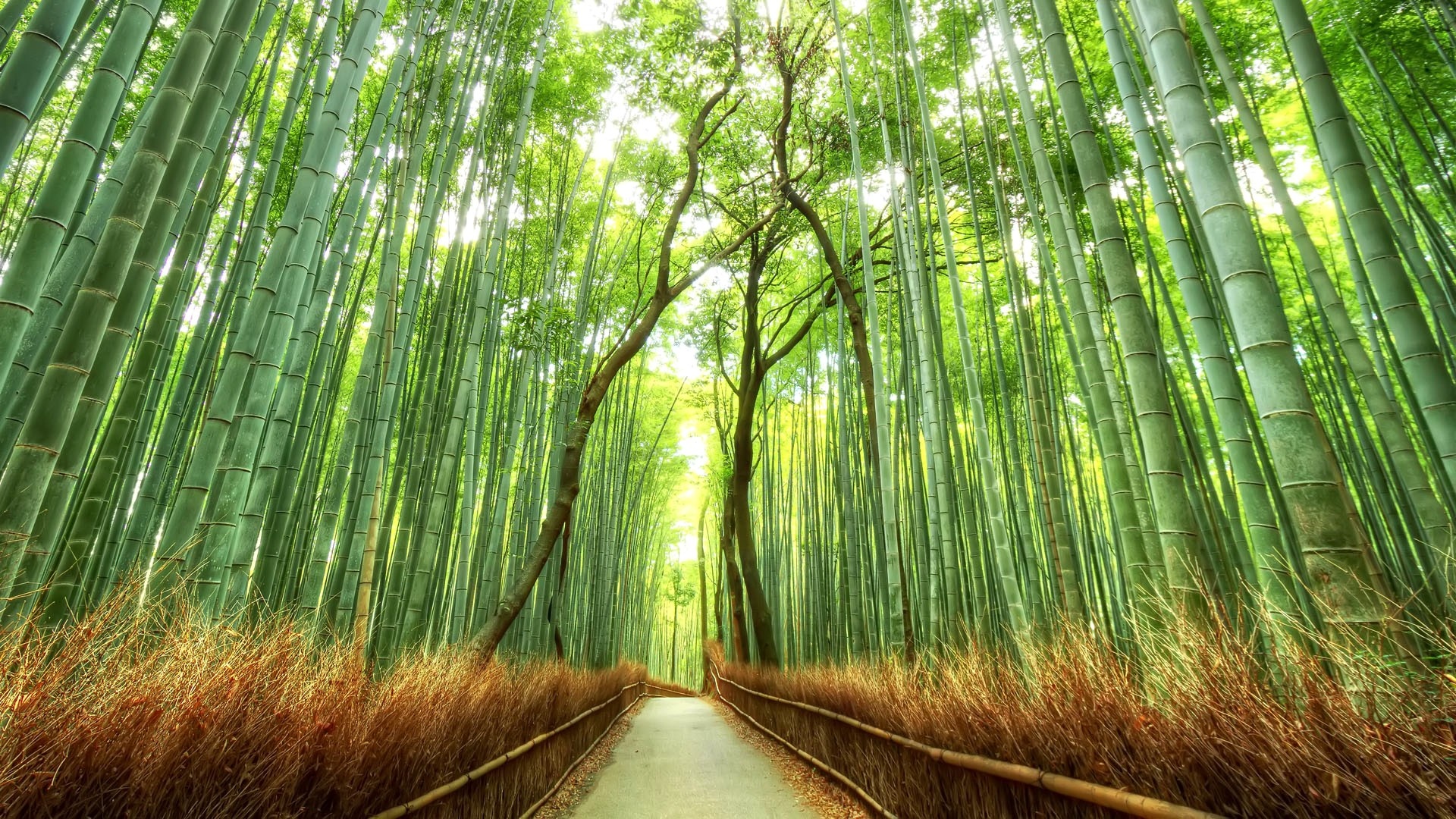 Wat moet ik weten over bamboe? Alles over bamboestokken en tonkinstokken (2020) - Gardening Store