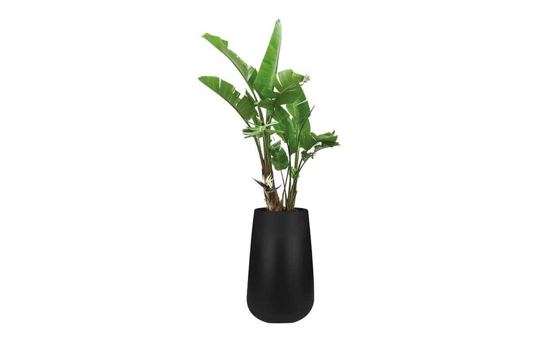 Pure Cone High - Zwart