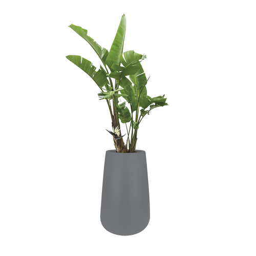 Pure Cone High - Concrete