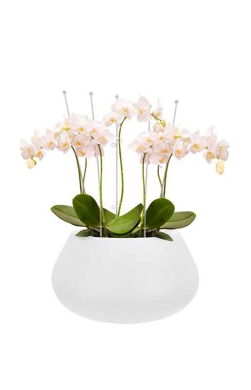 Pure Cone Bowl Bloempot - Wit