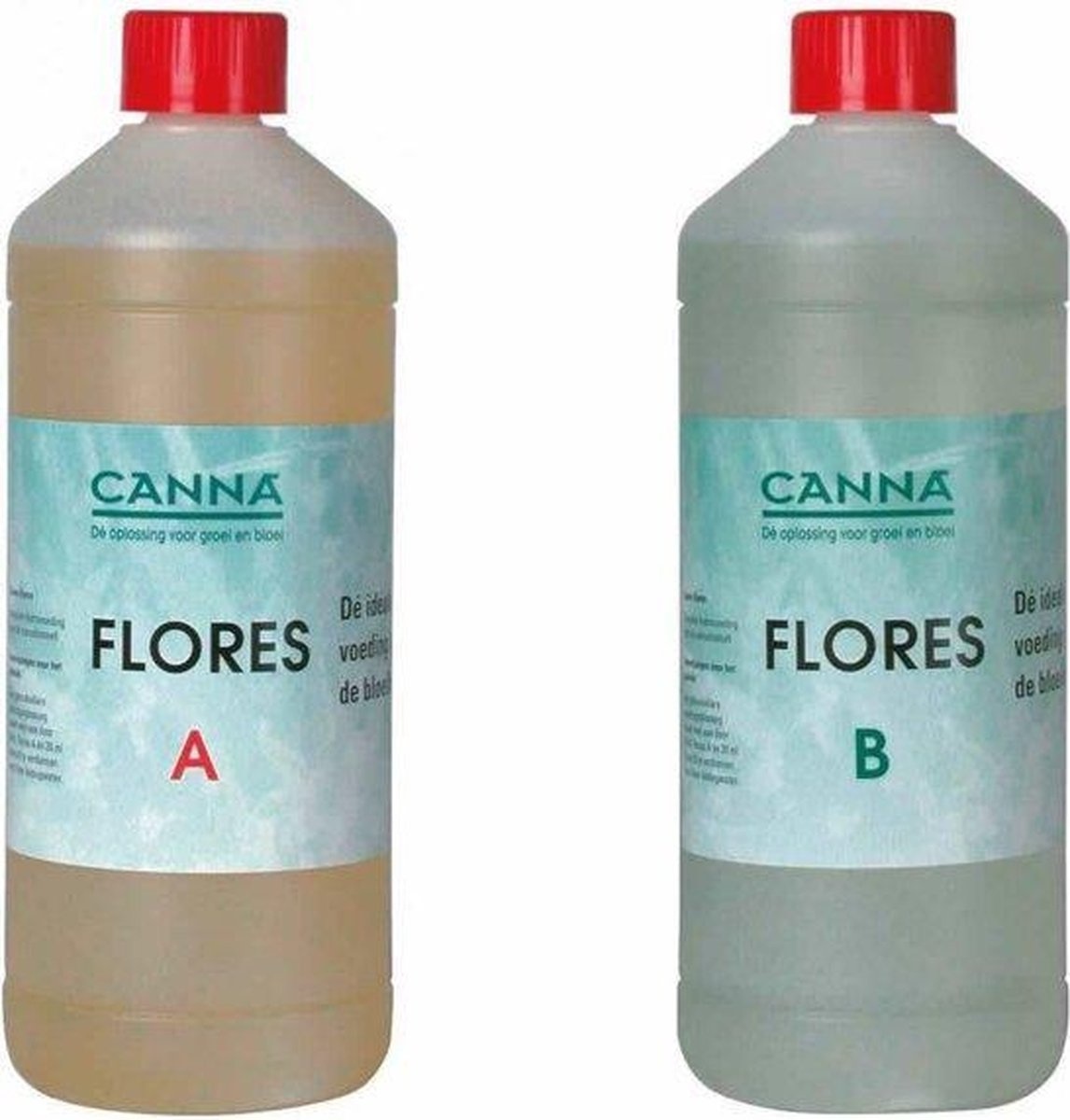 Canna Flores A&B