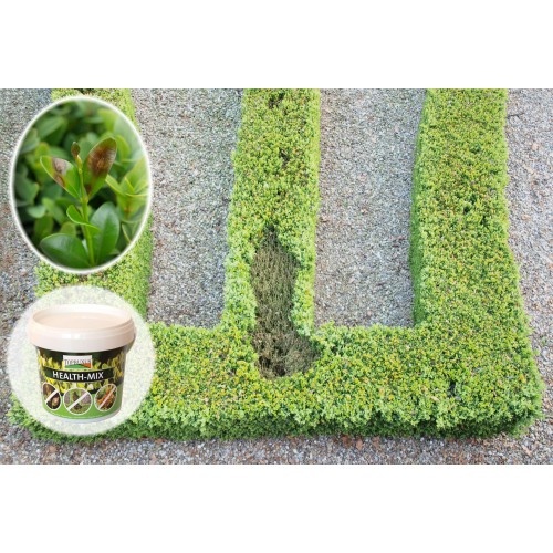 Top Buxus Health Mix
