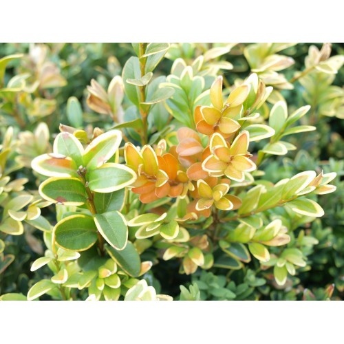 Top Buxus Grow
