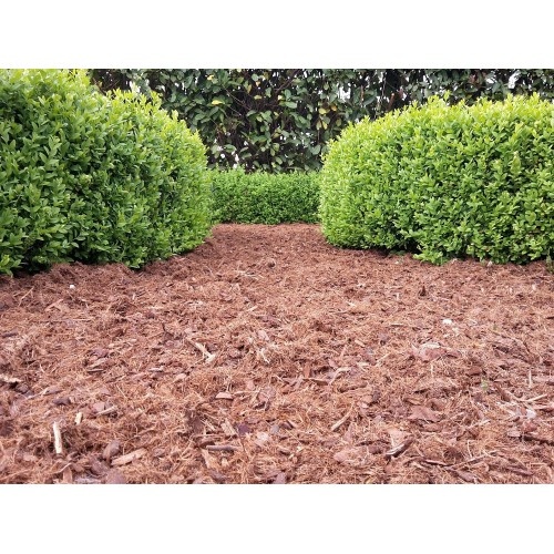 Top Buxus Carpet 70L - Hygienische omgeving rondom Buxus
