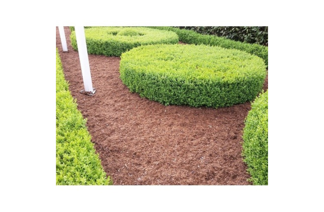 Top Buxus Carpet 70L - Hygienische omgeving rondom Buxus