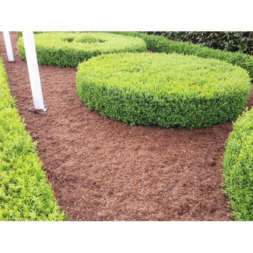 Top Buxus Carpet 70L - Hygienische omgeving rondom Buxus