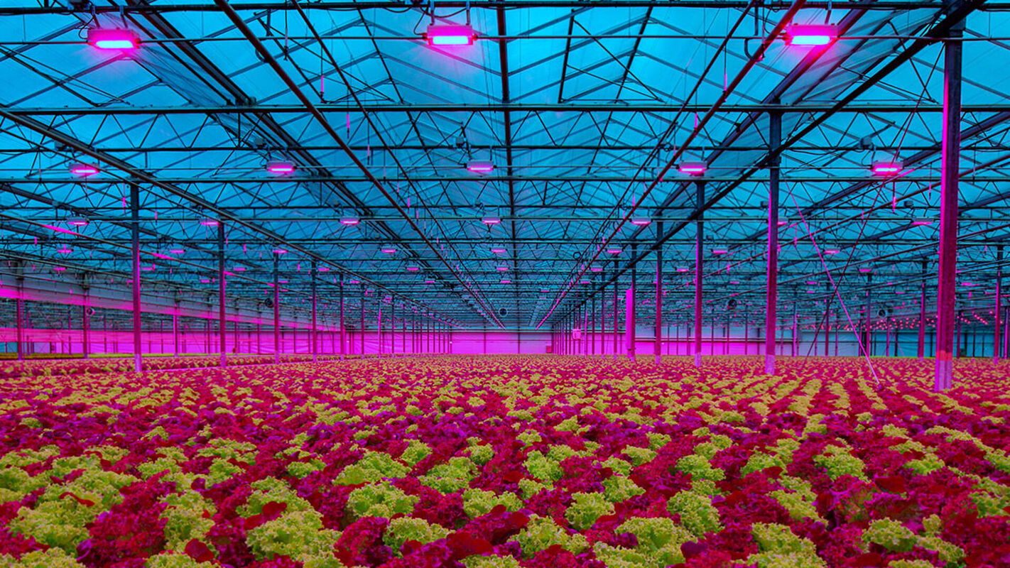 aankleden amplitude vermogen UGS Blogs - Kweken met LED – alles wat je moet weten (2021) - Urban  Gardening Store