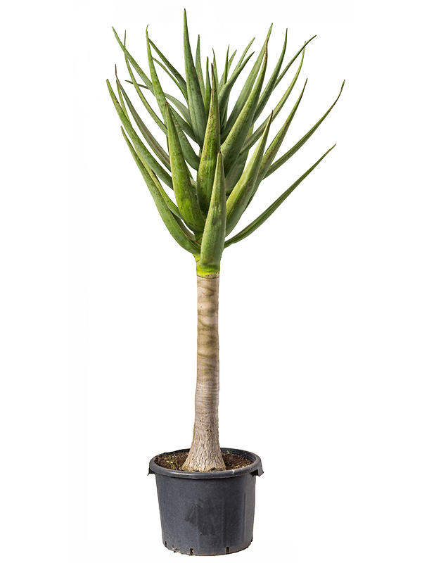 Aloe 'Hercules' 160 CM