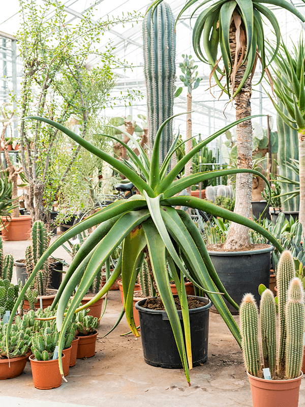 Aloe Alooides 100 CM