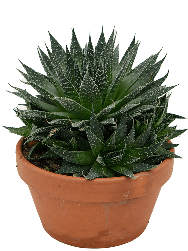 Aloë (Aloe Aristata) H 25 cm