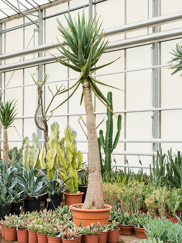 Aloe 'Hercules' 230 CM