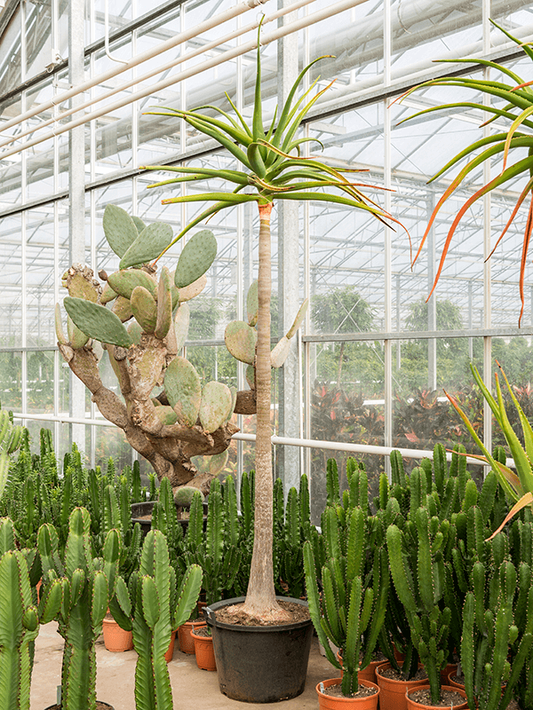 Aloë bainesii (barberae) H 275 cm