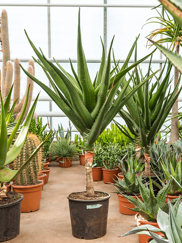 Aloë bainesii (barberae) H 180 cm