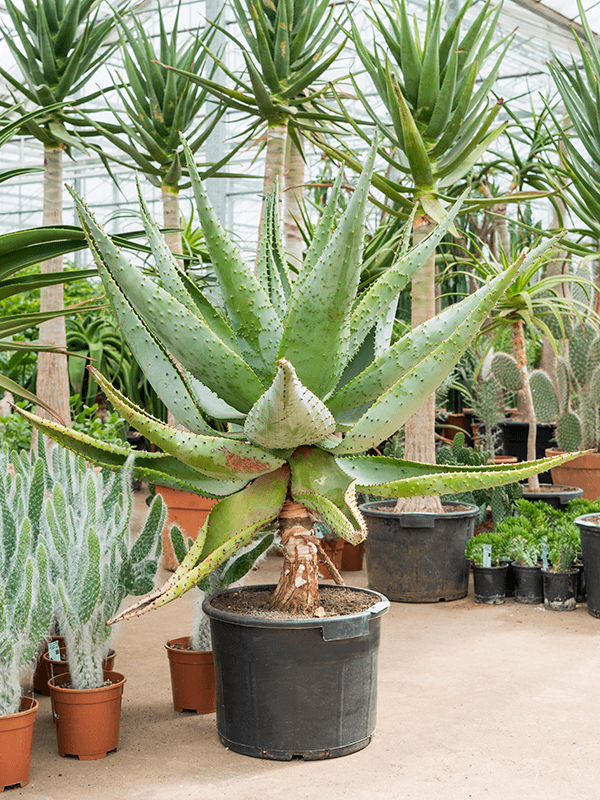 Aloë (Aloe Marlothii) H 90 cm