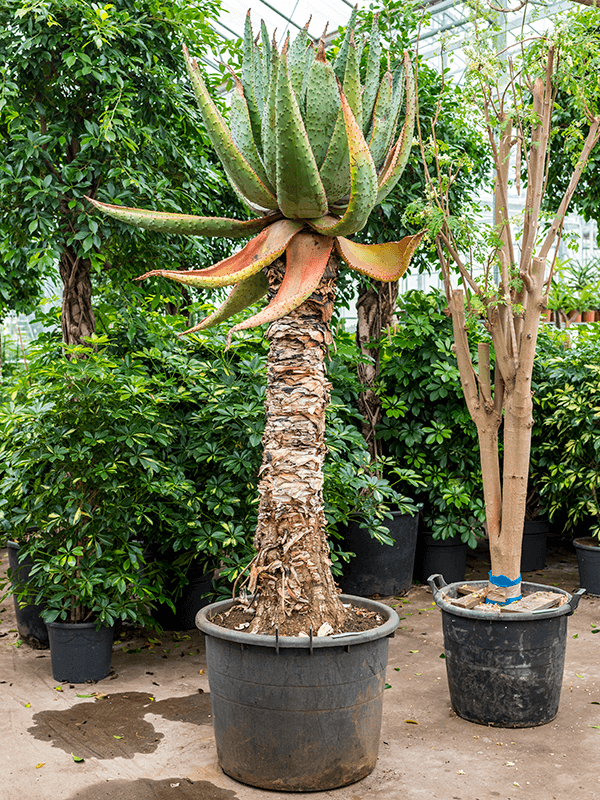 Aloë (Aloe Marlothii) H 225 cm