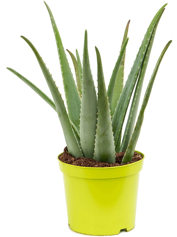 Aloe Vera Barbadensis H 75 cm