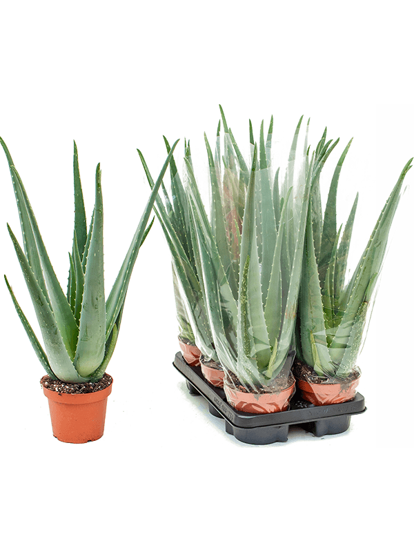 Aloe Vera Barbadensis 6/tray H 45 cm