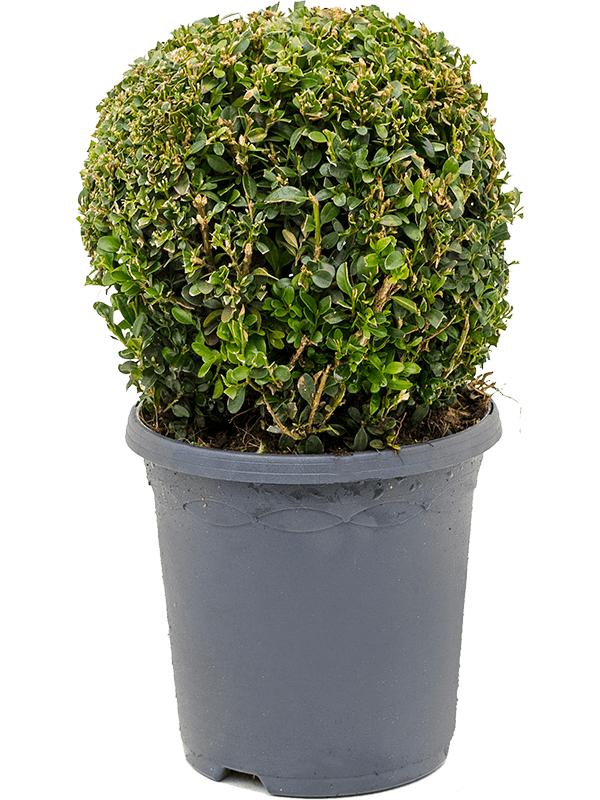 Buxus Sempervirens H 35 cm 21 Stuks