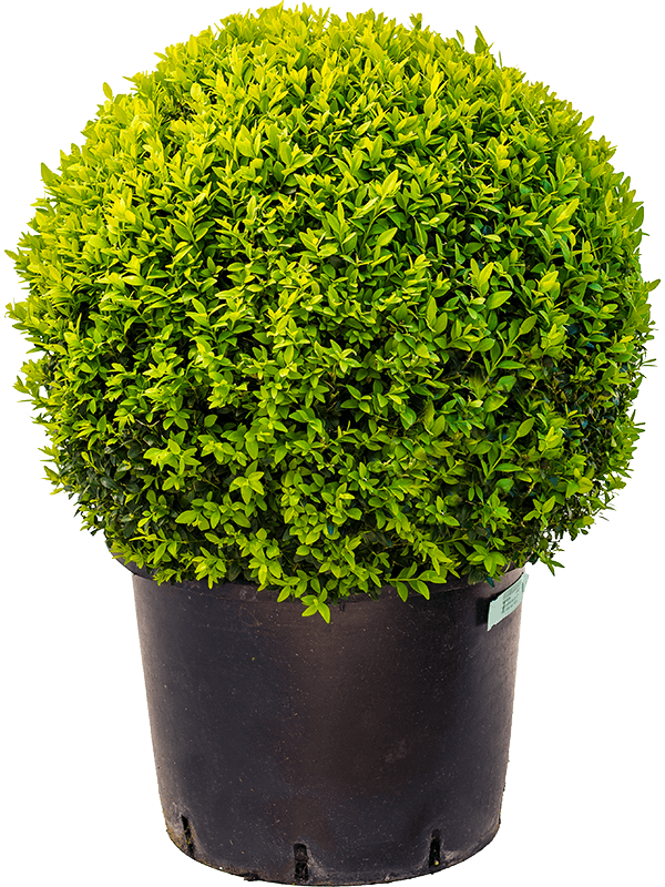 Buxus Sempervirens H 80 cm