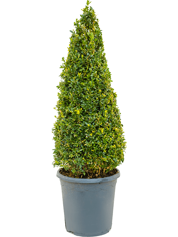 Buxus Sempervirens H 90 cm