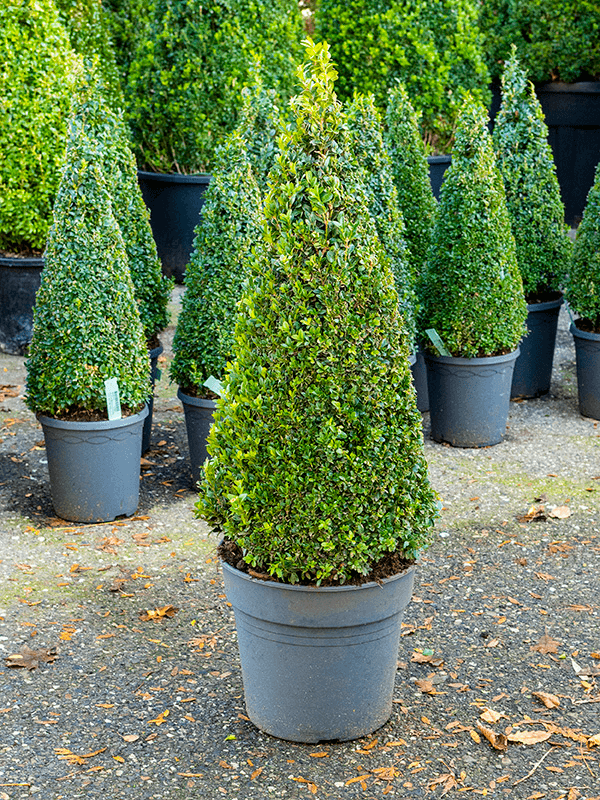 Buxus Sempervirens H 90 cm 9 Stuks
