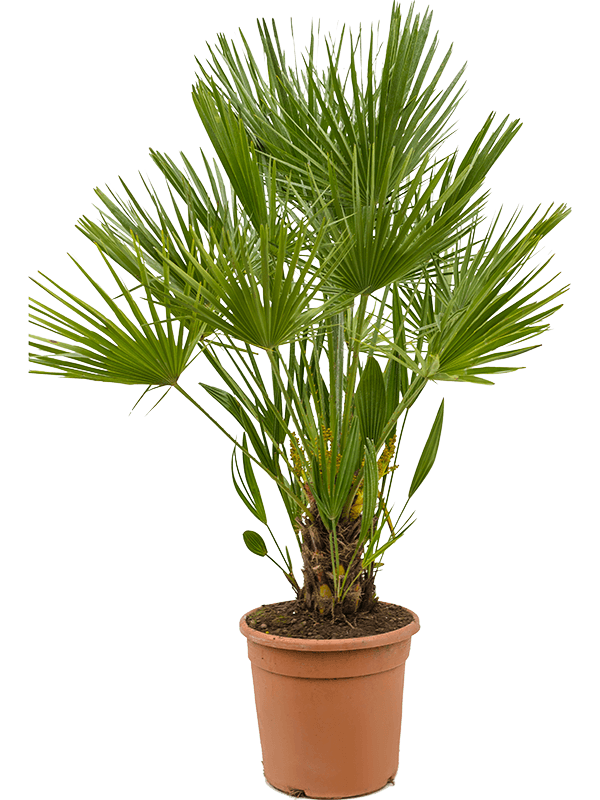 Chamaerops Humilis H 100 cm