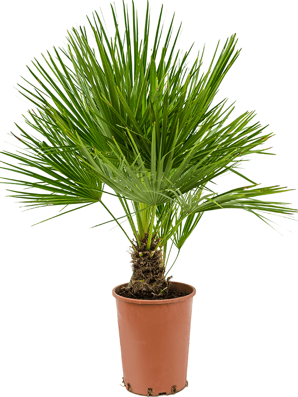 Chamaerops Humilis H 65 cm