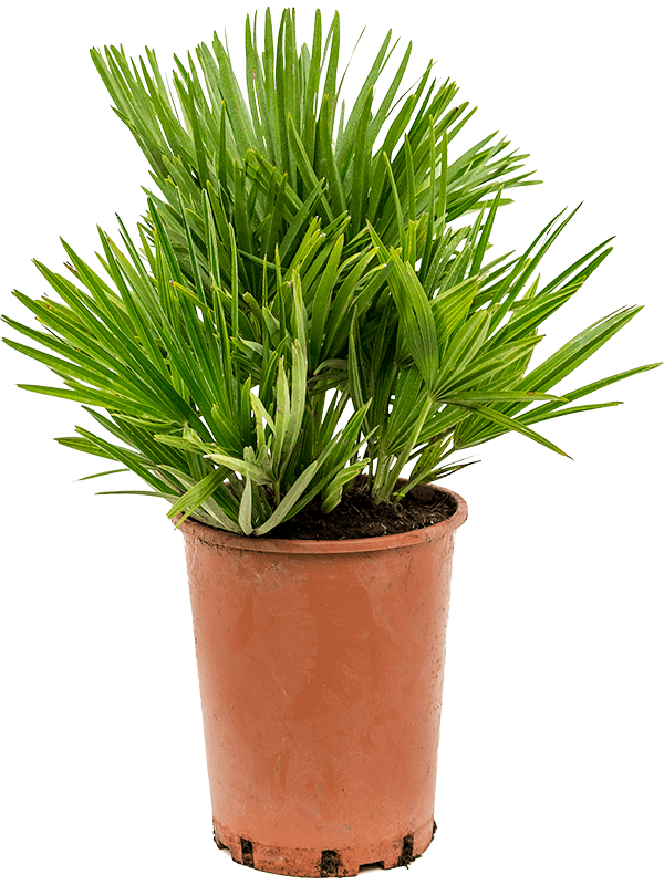 Chamaerops Humilis Vulcano H 50 cm