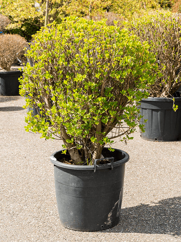 Enkianthus Campanulatus H 110 cm