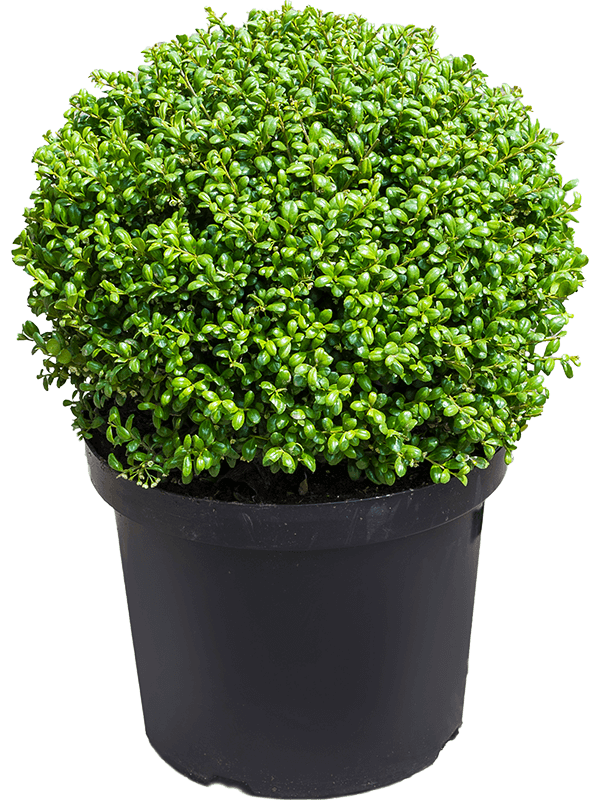 Ilex crenata 'Convexa' H 50 cm
