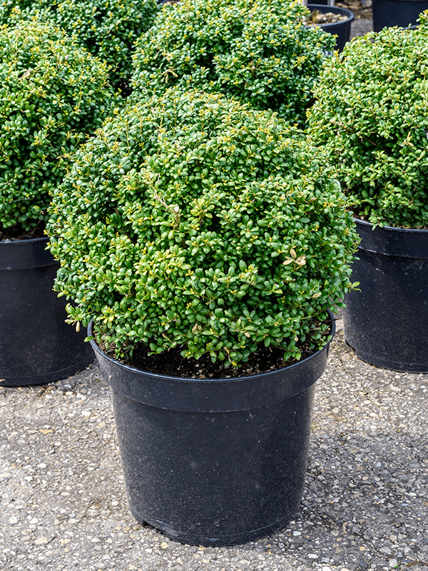Ilex crenata 'Convexa' H 60 cm