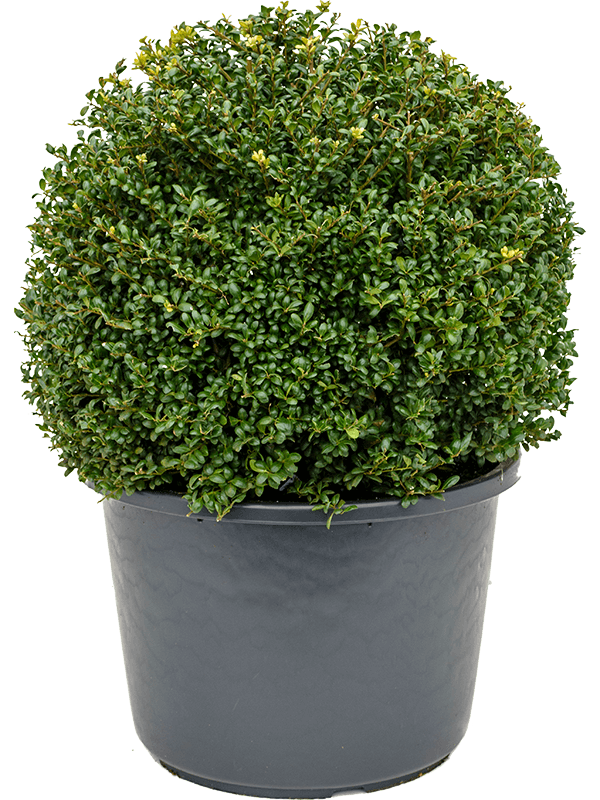 Ilex crenata 'Convexa' H 70 cm