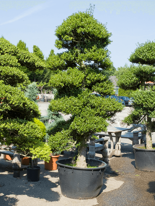 Ilex crenata 'Convexa' H 280 cm