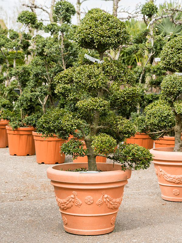 Ilex crenata 'Convexa' H 125 cm