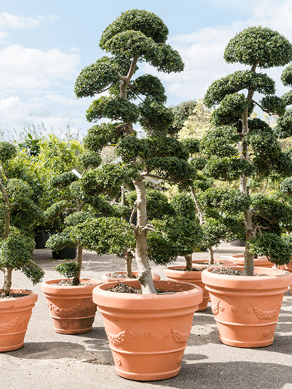 Ilex crenata 'Convexa' H 220 cm